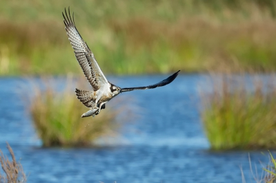 <i class='fa fa-user'></i>&nbsp;anevanrees&nbsp;|   Visarend&nbsp; <i class='fa fa-eye'>&nbsp;788</i> &nbsp;<i class='fa fa-thumbs-up'>&nbsp;16</i> &nbsp; <i class='fa fa-comment-o'>&nbsp;14</i>