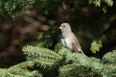 <i class='fa fa-user'></i>&nbsp;jan Luit&nbsp;|   Grijze Junco&nbsp; <i class='fa fa-eye'>&nbsp;369</i> &nbsp; <i class='fa fa-comment-o'>&nbsp;3</i>