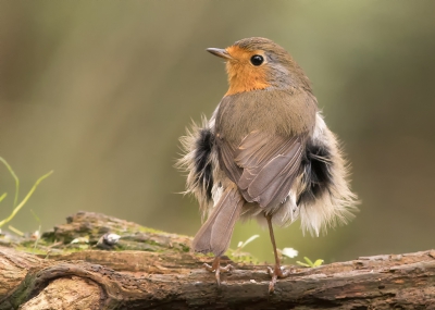 <i class='fa fa-user'></i>&nbsp;Marie-Jos� Boon&nbsp;|   Roodborst&nbsp; <i class='fa fa-eye'>&nbsp;408</i> &nbsp;<i class='fa fa-thumbs-up'>&nbsp;3</i> &nbsp; <i class='fa fa-comment-o'>&nbsp;10</i>