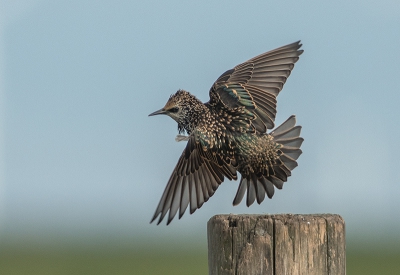 <i class='fa fa-user'></i>&nbsp;pabos&nbsp;|   Spreeuw&nbsp; <i class='fa fa-eye'>&nbsp;357</i> &nbsp; <i class='fa fa-comment-o'>&nbsp;5</i>