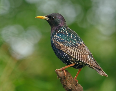 De spreeuw is een algmene vogel, maar oh zo mooi. Vooral als je haar kunt vastleggen met het juiste licht en achtergrond/bokeh.