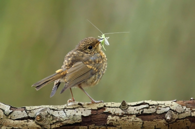 <i class='fa fa-user'></i>&nbsp;Frank Kremer&nbsp;|   Roodborst&nbsp; <i class='fa fa-eye'>&nbsp;382</i> &nbsp;<i class='fa fa-thumbs-up'>&nbsp;6</i> &nbsp; <i class='fa fa-comment-o'>&nbsp;8</i>