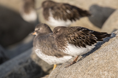 <i class='fa fa-user'></i>&nbsp;Inge van der Wulp&nbsp;|   Zwarte Steenloper&nbsp; <i class='fa fa-eye'>&nbsp;377</i> &nbsp; <i class='fa fa-comment-o'>&nbsp;1</i>