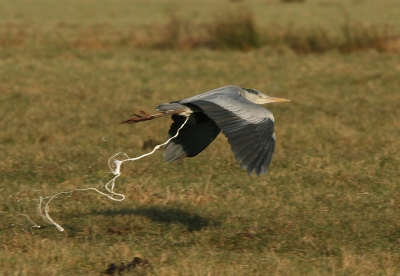 <i class='fa fa-user'></i> HKo | Blauwe Reiger  <i class='fa fa-eye'> 1001</i>   <i class='fa fa-comment-o'> 3</i>