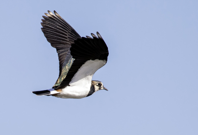 Langs de Oude Maas bij Oh en Laak vloog vanuit het riet de kievit plotseling de lucht in en 'ploeterde' tegen een straffe wind in naar grotere hoogte.