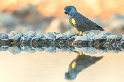 <i class='fa fa-user'></i>&nbsp;erik1966&nbsp;|   R�ppells Papegaai&nbsp; <i class='fa fa-eye'>&nbsp;432</i> &nbsp; <i class='fa fa-comment-o'>&nbsp;6</i>