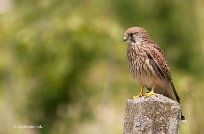 Deze torenvalk heb ik deze zomer gefotografeerd had een nest in onze regio met 5 jongen , hij hielt hier de wacht dicht bij het nest.