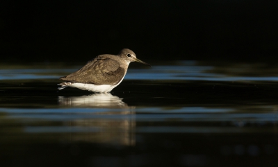 <i class='fa fa-user'></i>&nbsp;Ton D�pp&nbsp;|   Witgat&nbsp; <i class='fa fa-eye'>&nbsp;374</i> &nbsp;<i class='fa fa-thumbs-up'>&nbsp;4</i> &nbsp; <i class='fa fa-comment-o'>&nbsp;7</i>