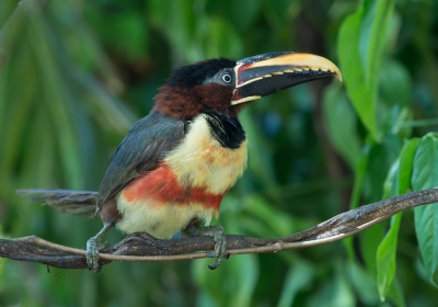 <i class='fa fa-user'></i>&nbsp;martin lok&nbsp;|   Bruinoorarassari&nbsp; <i class='fa fa-eye'>&nbsp;292</i> &nbsp; <i class='fa fa-comment-o'>&nbsp;5</i>