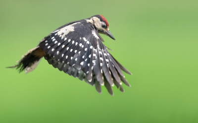 <i class='fa fa-user'></i>&nbsp;Johan Scholtens&nbsp;|   Grote Bonte Specht&nbsp; <i class='fa fa-eye'>&nbsp;743</i> &nbsp;<i class='fa fa-thumbs-up'>&nbsp;19</i> &nbsp; <i class='fa fa-comment-o'>&nbsp;20</i>