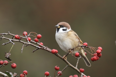 <i class='fa fa-user'></i>&nbsp;loek van de Leur&nbsp;|   Ringmus&nbsp; <i class='fa fa-eye'>&nbsp;414</i> &nbsp;<i class='fa fa-thumbs-up'>&nbsp;10</i> &nbsp; <i class='fa fa-comment-o'>&nbsp;15</i>