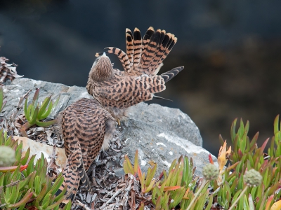 Deze twee jonge Torenvalken waar zich druk aan het poetsen op de kliffen aan de Atlantische oceaan en ik kon ze gelukkig van nabij fotograferen.