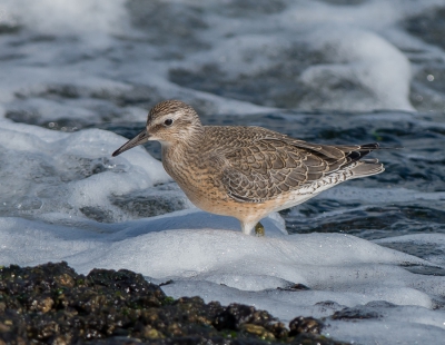 <i class='fa fa-user'></i>&nbsp;pietwil&nbsp;|   Kanoet&nbsp; <i class='fa fa-eye'>&nbsp;417</i> &nbsp;<i class='fa fa-thumbs-up'>&nbsp;6</i> &nbsp; <i class='fa fa-comment-o'>&nbsp;12</i>