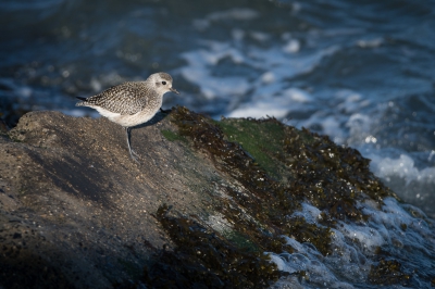 <i class='fa fa-user'></i>&nbsp;Hans Overduin&nbsp;|   Zilverplevier&nbsp; <i class='fa fa-eye'>&nbsp;256</i> &nbsp;<i class='fa fa-thumbs-up'>&nbsp;3</i> &nbsp; <i class='fa fa-comment-o'>&nbsp;8</i>