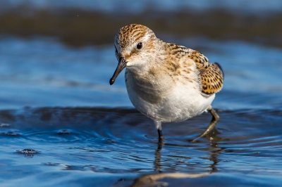 <i class='fa fa-user'></i>&nbsp;Peter Boltjes&nbsp;|   Kleine Strandloper&nbsp; <i class='fa fa-eye'>&nbsp;250</i> &nbsp;<i class='fa fa-thumbs-up'>&nbsp;4</i> &nbsp; <i class='fa fa-comment-o'>&nbsp;5</i>