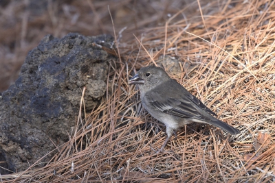 <i class='fa fa-user'></i>&nbsp;Gerard Visser&nbsp;|   Blauwe Vink&nbsp; <i class='fa fa-eye'>&nbsp;316</i> &nbsp; <i class='fa fa-comment-o'>&nbsp;9</i>