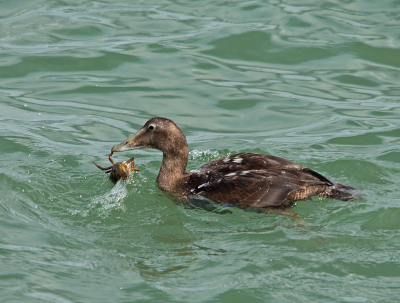 Deze jonge eider was druk bezig met deze krab. Voordat deze opgegeten werd werden waarschijnlijk de scharen e.d. verwijderd door hem omhoog te gooien en dan weer op te pakken, wat een paar keer gebeurde.