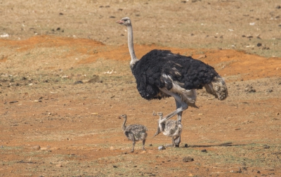 <i class='fa fa-user'></i>&nbsp;Kalanit&nbsp;|   Struisvogel&nbsp; <i class='fa fa-eye'>&nbsp;338</i> &nbsp;<i class='fa fa-thumbs-up'>&nbsp;1</i> &nbsp; <i class='fa fa-comment-o'>&nbsp;6</i>