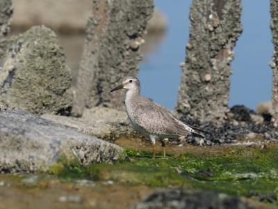 <i class='fa fa-user'></i>&nbsp;corvanspijk&nbsp;|   Kanoet&nbsp; <i class='fa fa-eye'>&nbsp;504</i> &nbsp;<i class='fa fa-thumbs-up'>&nbsp;4</i> &nbsp; <i class='fa fa-comment-o'>&nbsp;11</i>