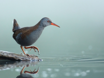 <i class='fa fa-user'></i>&nbsp;Ton D�pp&nbsp;|   Waterral&nbsp; <i class='fa fa-eye'>&nbsp;934</i> &nbsp;<i class='fa fa-thumbs-up'>&nbsp;26</i> &nbsp; <i class='fa fa-comment-o'>&nbsp;21</i>