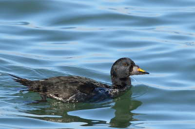 De Zwarte Zee-eend in de buitenhaven is aan het ruien. Meestal ziet hij ver weg, maar vandaag kon ik hem van dichtbij fotograferen. Jammer van de scheve blokken in de haven. Kon niet lager helaas.