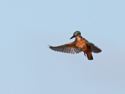 Altijd weer prachtig als er voor je schuiltentje een IJsvogel staat te "bidden" en je er dan ook nog fotos van kan maken.