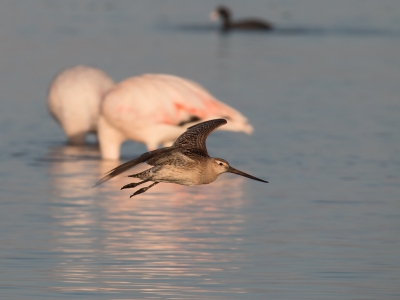 Ik heb al een paar fotos van Rosse Gruttos geplaatst maar deze achtergrond vind ik wel heel apart. Als je in een schuiltentje zit komen de Rosse Gruttos en andere vogels tot op 1 mater afstand.