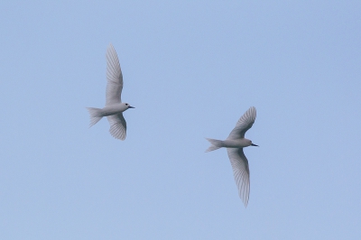 <i class='fa fa-user'></i>&nbsp;birdman&nbsp;|   Opaalstern&nbsp; <i class='fa fa-eye'>&nbsp;302</i> &nbsp;<i class='fa fa-thumbs-up'>&nbsp;1</i> &nbsp; <i class='fa fa-comment-o'>&nbsp;2</i>