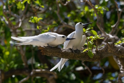 <i class='fa fa-user'></i>&nbsp;birdman&nbsp;|   Opaalstern&nbsp; <i class='fa fa-eye'>&nbsp;318</i> &nbsp;<i class='fa fa-thumbs-up'>&nbsp;2</i> &nbsp; <i class='fa fa-comment-o'>&nbsp;3</i>