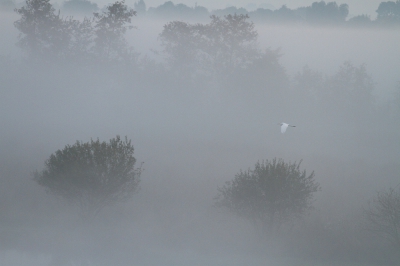 <i class='fa fa-user'></i>&nbsp;dick renes&nbsp;|   Grote Zilverreiger&nbsp; <i class='fa fa-eye'>&nbsp;440</i> &nbsp;<i class='fa fa-thumbs-up'>&nbsp;8</i> &nbsp; <i class='fa fa-comment-o'>&nbsp;8</i>