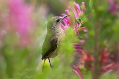 <i class='fa fa-user'></i>&nbsp;Bert Ooms&nbsp;|   Oranjeborsthoningzuiger&nbsp; <i class='fa fa-eye'>&nbsp;321</i> &nbsp; <i class='fa fa-comment-o'>&nbsp;2</i>