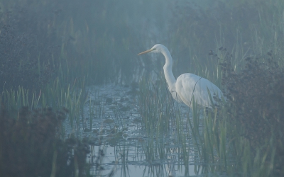 <i class='fa fa-user'></i>&nbsp;Wijnand van Buuren&nbsp;|   Grote Zilverreiger&nbsp; <i class='fa fa-eye'>&nbsp;448</i> &nbsp;<i class='fa fa-thumbs-up'>&nbsp;8</i> &nbsp; <i class='fa fa-comment-o'>&nbsp;17</i>
