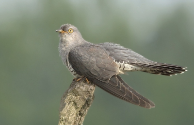 Heel leuk was het om deze zomer de koekoeken te volgen door de karakteristieke roep waren ze redelijk te traceren maar ze blijven wel slim en schuw.