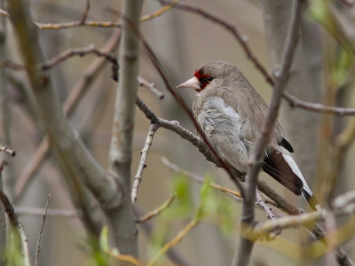 <i class='fa fa-user'></i>&nbsp;JHR&nbsp;|   Putter&nbsp; <i class='fa fa-eye'>&nbsp;288</i> &nbsp; <i class='fa fa-comment-o'>&nbsp;2</i>