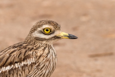 Het zal me niet vaak meer gebeuren: een Griel zo dichtbij dat ik moest uitzoomen. Aan het einde van de dag een stek met goede kansen vanuit de auto. Ik heb een uitsende gemaakt voor dit profiel van de vogel. Een beetje sleet op de vleugeldekveren mag de pret toch niet drukken.