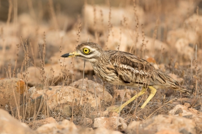 <i class='fa fa-user'></i>&nbsp;pjvantuil&nbsp;|   Griel&nbsp; <i class='fa fa-eye'>&nbsp;436</i> &nbsp;<i class='fa fa-thumbs-up'>&nbsp;3</i> &nbsp; <i class='fa fa-comment-o'>&nbsp;5</i>