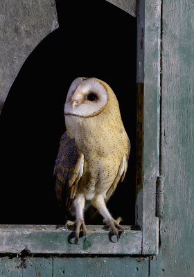 <i class='fa fa-user'></i>&nbsp;Henk Laverman&nbsp;|   Kerkuil&nbsp; <i class='fa fa-eye'>&nbsp;717</i> &nbsp;<i class='fa fa-thumbs-up'>&nbsp;20</i> &nbsp; <i class='fa fa-comment-o'>&nbsp;25</i>