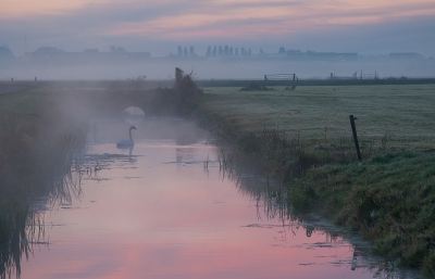 <i class='fa fa-user'></i>&nbsp;Wijnand van Buuren&nbsp;|   Knobbelzwaan&nbsp; <i class='fa fa-eye'>&nbsp;367</i> &nbsp;<i class='fa fa-thumbs-up'>&nbsp;7</i> &nbsp; <i class='fa fa-comment-o'>&nbsp;24</i>