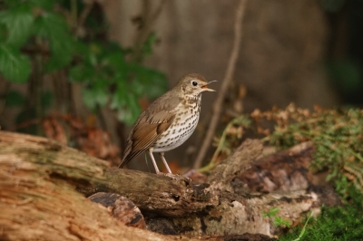 Tijdens deze vogeltrip was het weer niet al te best, het was mistig en daardoor ook vrij donker. dit was voor mij een moeilijke dag om goede foto's te kunnen maken