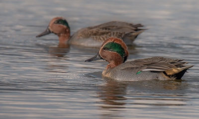 <i class='fa fa-user'></i>&nbsp;Rob wijn&nbsp;|   Wintertaling&nbsp; <i class='fa fa-eye'>&nbsp;277</i> &nbsp; <i class='fa fa-comment-o'>&nbsp;2</i>