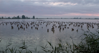 <i class='fa fa-user'></i>&nbsp;nelappelmelk&nbsp;|   Grauwe Gans&nbsp; <i class='fa fa-eye'>&nbsp;280</i> &nbsp;<i class='fa fa-thumbs-up'>&nbsp;2</i> &nbsp; <i class='fa fa-comment-o'>&nbsp;7</i>