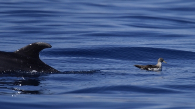 <i class='fa fa-user'></i>&nbsp;Gerard Visser&nbsp;|   Kuhls Pijlstormvogel&nbsp; <i class='fa fa-eye'>&nbsp;438</i> &nbsp;<i class='fa fa-thumbs-up'>&nbsp;1</i> &nbsp; <i class='fa fa-comment-o'>&nbsp;12</i>