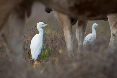 <i class='fa fa-user'></i>&nbsp;Hans Overduin&nbsp;|   Koereiger&nbsp; <i class='fa fa-eye'>&nbsp;385</i> &nbsp;<i class='fa fa-thumbs-up'>&nbsp;8</i> &nbsp; <i class='fa fa-comment-o'>&nbsp;9</i>