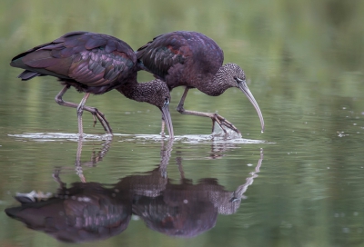 <i class='fa fa-user'></i>&nbsp;Rob wijn&nbsp;|   Zwarte Ibis&nbsp; <i class='fa fa-eye'>&nbsp;505</i> &nbsp;<i class='fa fa-thumbs-up'>&nbsp;6</i> &nbsp; <i class='fa fa-comment-o'>&nbsp;15</i>