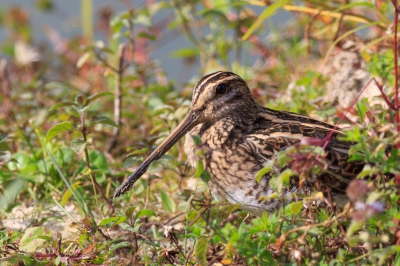 De watersnip, langs de waterrand bij Oelemars. Kwam onverwacht tevoorschijn uit natuurlijke begroeiing.