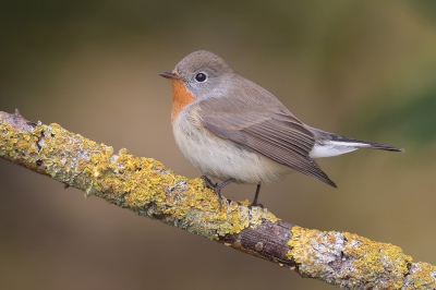 <i class='fa fa-user'></i>&nbsp;Johan G&nbsp;|   Kleine Vliegenvanger&nbsp; <i class='fa fa-eye'>&nbsp;777</i> &nbsp;<i class='fa fa-thumbs-up'>&nbsp;15</i> &nbsp; <i class='fa fa-comment-o'>&nbsp;16</i>