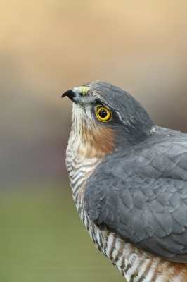 <i class='fa fa-user'></i>&nbsp;Frank Kremer&nbsp;|   Sperwer&nbsp; <i class='fa fa-eye'>&nbsp;519</i> &nbsp;<i class='fa fa-thumbs-up'>&nbsp;9</i> &nbsp; <i class='fa fa-comment-o'>&nbsp;17</i>