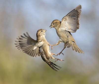 <i class='fa fa-user'></i>&nbsp;Arjan Troost&nbsp;|   Huismus&nbsp; <i class='fa fa-eye'>&nbsp;706</i> &nbsp;<i class='fa fa-thumbs-up'>&nbsp;27</i> &nbsp; <i class='fa fa-comment-o'>&nbsp;22</i>