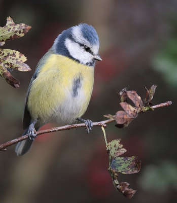 <i class='fa fa-user'></i>&nbsp;loek van de Leur&nbsp;|   Pimpelmees&nbsp; <i class='fa fa-eye'>&nbsp;244</i> &nbsp; <i class='fa fa-comment-o'>&nbsp;1</i>