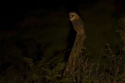 <i class='fa fa-user'></i>&nbsp;A.J. de Haan&nbsp;|   Kerkuil&nbsp; <i class='fa fa-eye'>&nbsp;542</i> &nbsp;<i class='fa fa-thumbs-up'>&nbsp;10</i> &nbsp; <i class='fa fa-comment-o'>&nbsp;19</i>